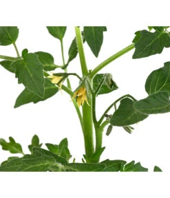 Tomate 'Previa' -Weber Store 8839136 WE DE 001 TomatePrevia