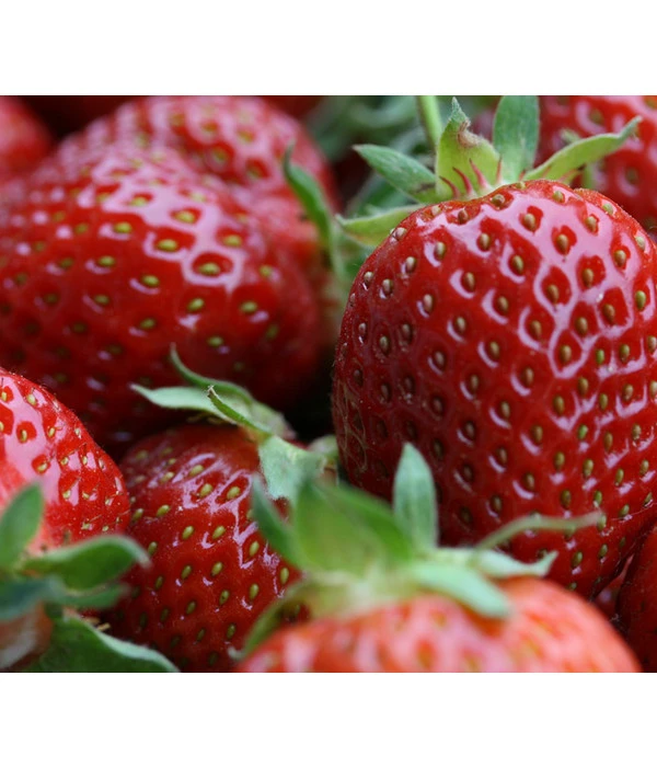 Erdbeerampel 1 Erdbeerampel