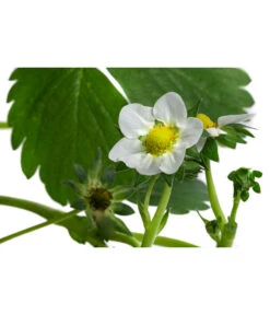 Erdbeerampel 7 Erdbeerampel -Weber Store 8840753 WE DE 001 FragariaErdbeerampelT20