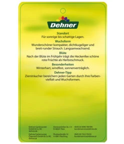 Stechpalme 'Heckenfee' -Weber Store AmerikanischerIlexHeckenfee Etikett 2