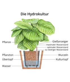 Bergpalme - Chamaedorea Elegans, Hydrokultur -Weber Store WE MO Hydrokultur Hydropflanze Grafik